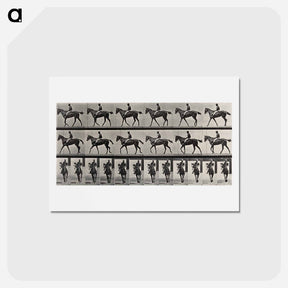 アートポストカード-Jockey on Horse
 - エドワード マイブリッジ Postcard.