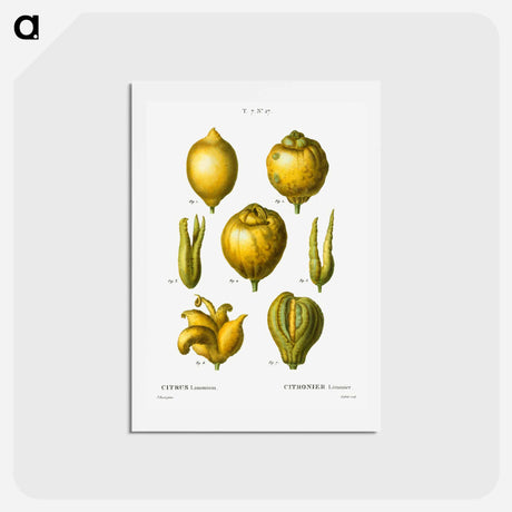 アートポストカード-Lemon, Citrus limonium - ピエール ジョゼフ ルドゥーテ Postcard.