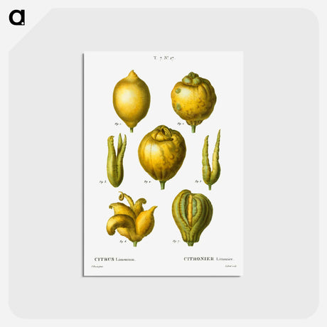 アートポストカード-Lemon, Citrus limonium - ピエール ジョゼフ ルドゥーテ Postcard.