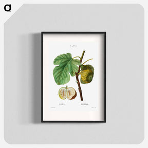 アートポスター-Fig (Ficus) - ピエール ジョゼフ ルドゥーテ Poster.