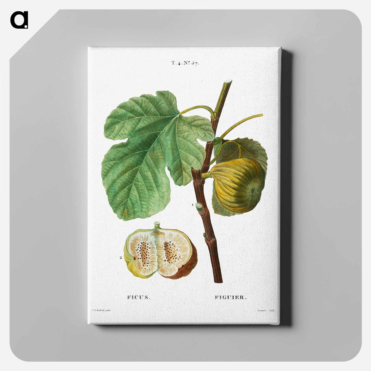 アートパネル-Fig (Ficus) - ピエール ジョゼフ ルドゥーテ Canvas.