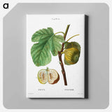 アートパネル-Fig (Ficus) - ピエール ジョゼフ ルドゥーテ Canvas.