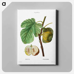 アートパネル-Fig (Ficus) - ピエール ジョゼフ ルドゥーテ Canvas.