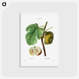 アートポストカード-Fig (Ficus) - ピエール ジョゼフ ルドゥーテ Postcard.