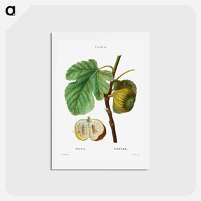 アートポストカード-Fig (Ficus) - ピエール ジョゼフ ルドゥーテ Postcard.