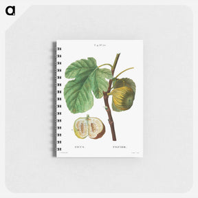 アートメモ帳-Fig (Ficus) - ピエール ジョゼフ ルドゥーテ Memo.