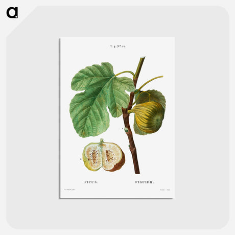 アートポストカード-Fig (Ficus) - ピエール ジョゼフ ルドゥーテ Postcard.