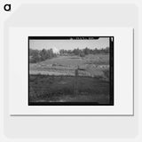 Erosion near Lawrenceville, Georgia - Dorothea Lange Poster.