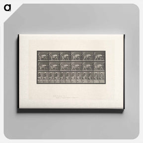 アートパネル-Goat Cart
 - エドワード マイブリッジ Canvas.
