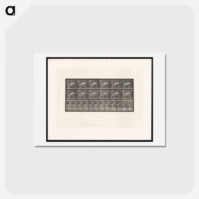 アートポストカード-Goat Cart
 - エドワード マイブリッジ Postcard.