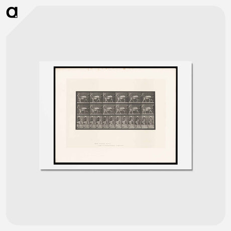 アートポストカード-Goat Cart
 - エドワード マイブリッジ Postcard.