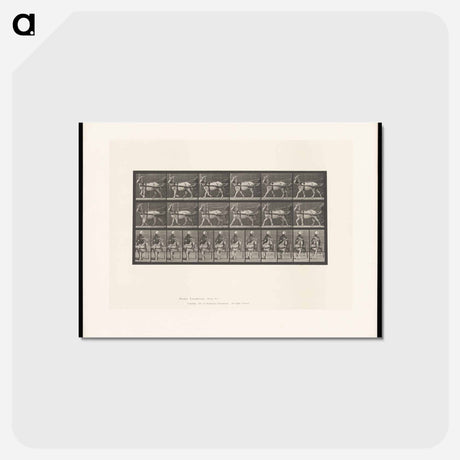 アートポストカード-Goat Cart
 - エドワード マイブリッジ Postcard.