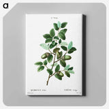 アートパネル-Cork oak (Quercus suber) - ピエール ジョゼフ ルドゥーテ Canvas.