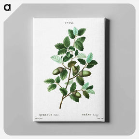 アートパネル-Cork oak (Quercus suber) - ピエール ジョゼフ ルドゥーテ Canvas.