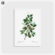 アートポストカード-Cork oak (Quercus suber) - ピエール ジョゼフ ルドゥーテ Postcard.