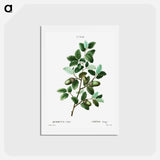 アートポストカード-Cork oak (Quercus suber) - ピエール ジョゼフ ルドゥーテ Postcard.