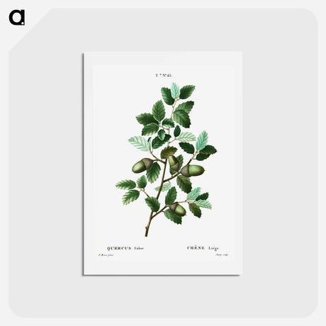 アートポストカード-Cork oak (Quercus suber) - ピエール ジョゼフ ルドゥーテ Postcard.