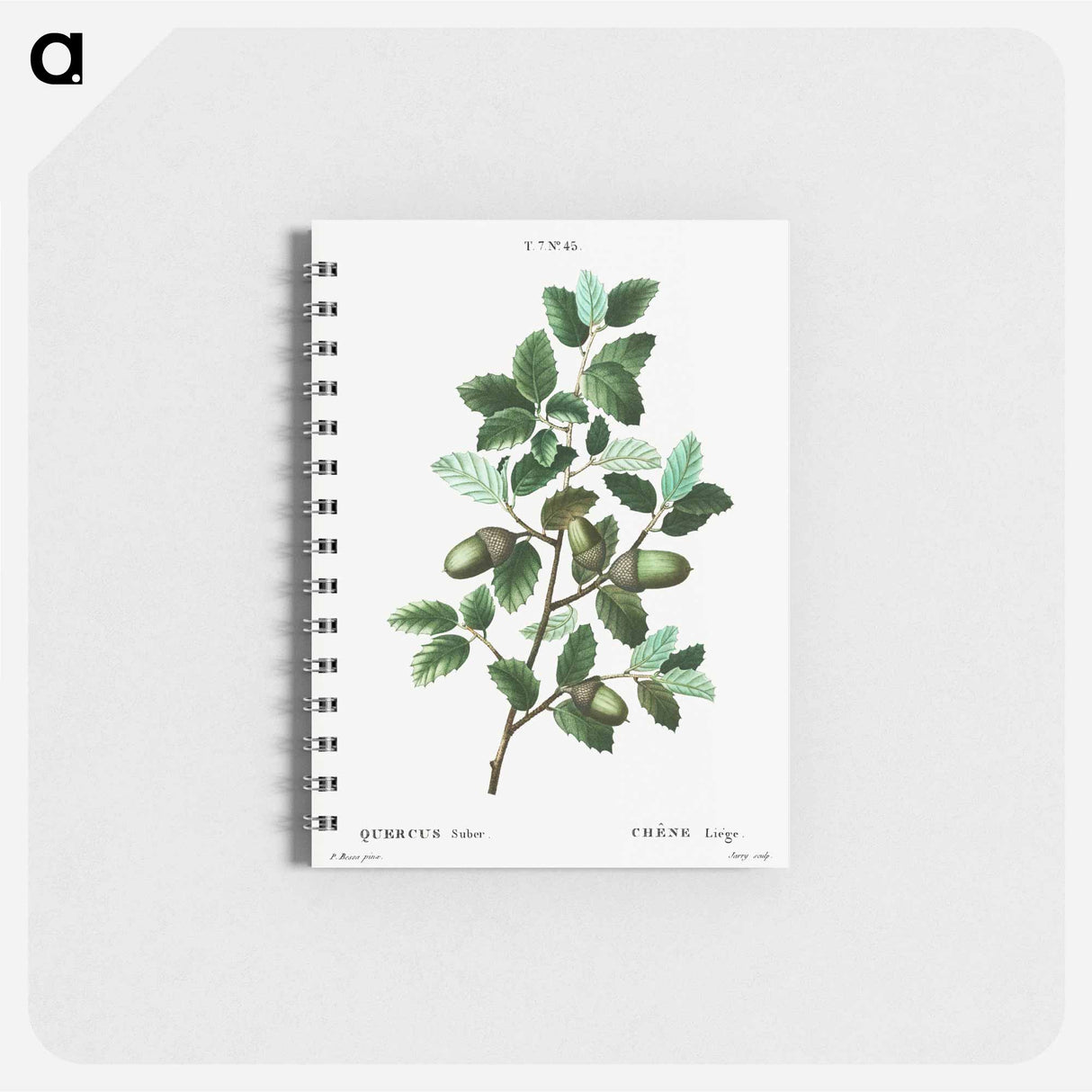 Cork oak (Quercus suber) - ピエール ジョゼフ ルドゥーテ Memo.