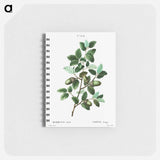 Cork oak (Quercus suber) - ピエール ジョゼフ ルドゥーテ Memo.