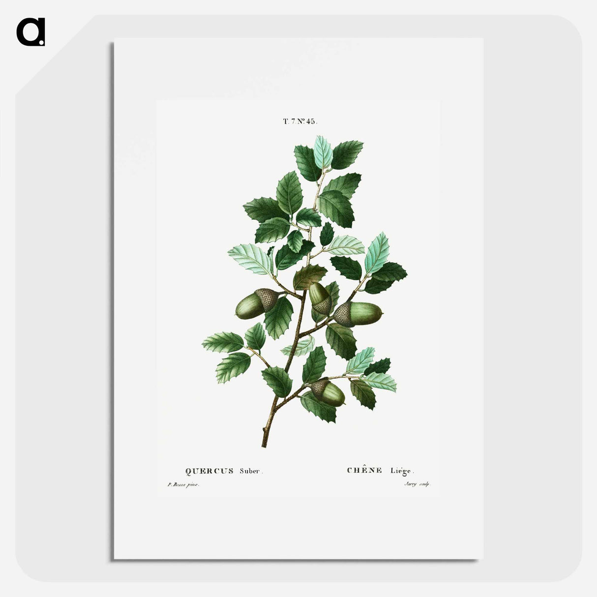 Cork oak (Quercus suber) - Pierre Joseph Redouté Poster.