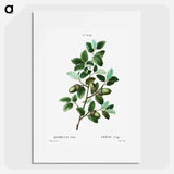 Cork oak (Quercus suber) - ピエール ジョゼフ ルドゥーテ Poster.