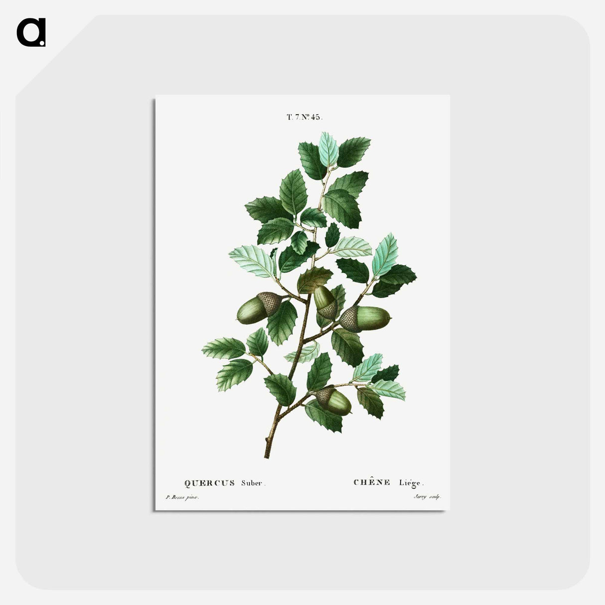 アートポストカード-Cork oak (Quercus suber) - ピエール ジョゼフ ルドゥーテ Postcard.