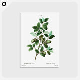 アートポストカード-Cork oak (Quercus suber) - ピエール ジョゼフ ルドゥーテ Postcard.