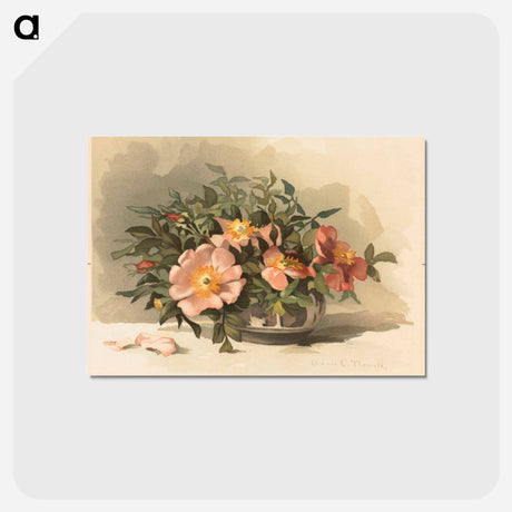 アートポストカード-Wild Azaleas and Wild Roses No. 3
 - ボストン公共図書館 Postcard.