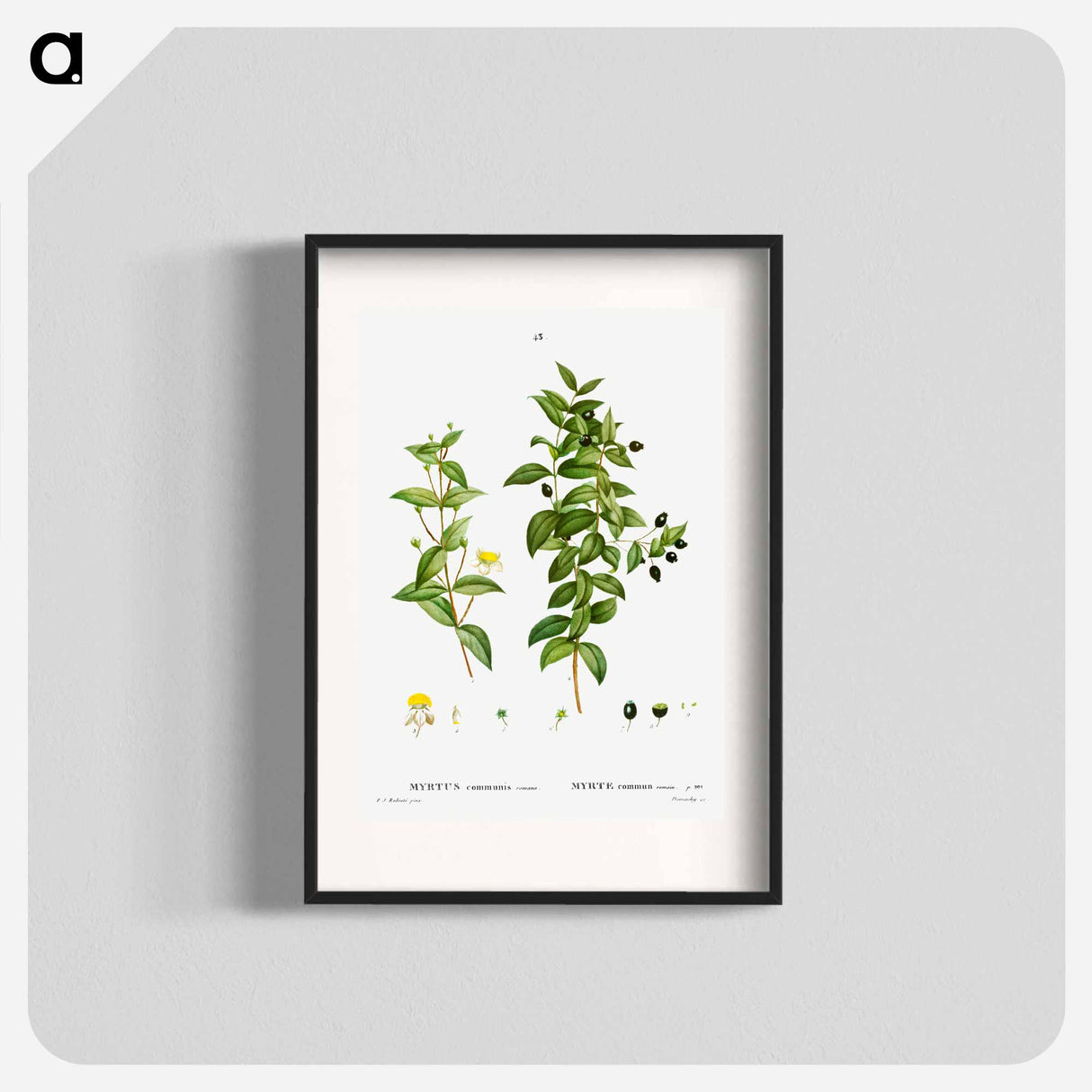 Myrtus communis romana (Myrte commun romain) - ピエール ジョゼフ ルドゥーテ Poster.