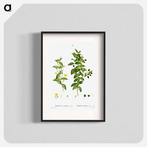 アートポスター-Myrtus communis romana (Myrte commun romain) - ピエール ジョゼフ ルドゥーテ Poster.