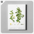 アートパネル-Myrtus communis romana (Myrte commun romain) - ピエール ジョゼフ ルドゥーテ Canvas.