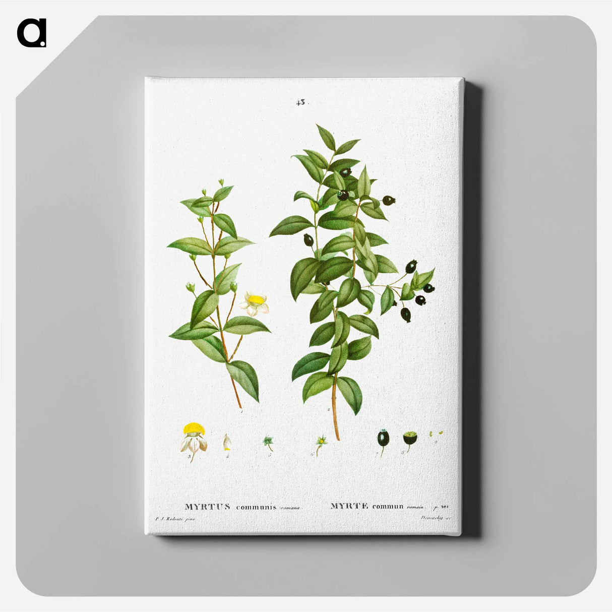 アートパネル-Myrtus communis romana (Myrte commun romain) - ピエール ジョゼフ ルドゥーテ Canvas.
