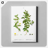 アートパネル-Myrtus communis romana (Myrte commun romain) - ピエール ジョゼフ ルドゥーテ Canvas.