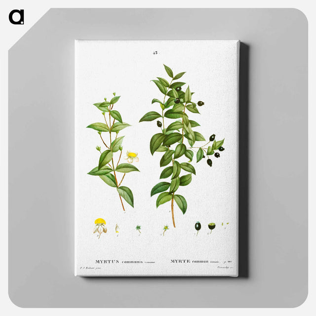 アートパネル-Myrtus communis romana (Myrte commun romain) - ピエール ジョゼフ ルドゥーテ Canvas.