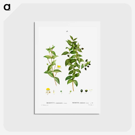 アートポストカード-Myrtus communis romana (Myrte commun romain) - ピエール ジョゼフ ルドゥーテ Postcard.