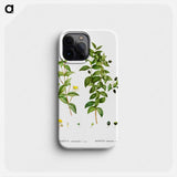 Myrtus communis romana (Myrte commun romain) - ピエール ジョゼフ ルドゥーテ Phone Case.