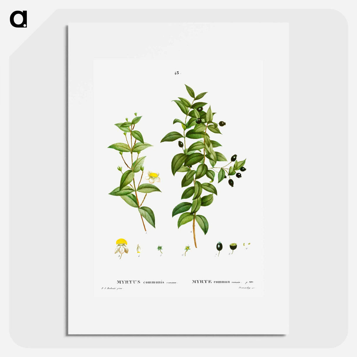 Myrtus communis romana (Myrte commun romain) - ピエール ジョゼフ ルドゥーテ Poster.