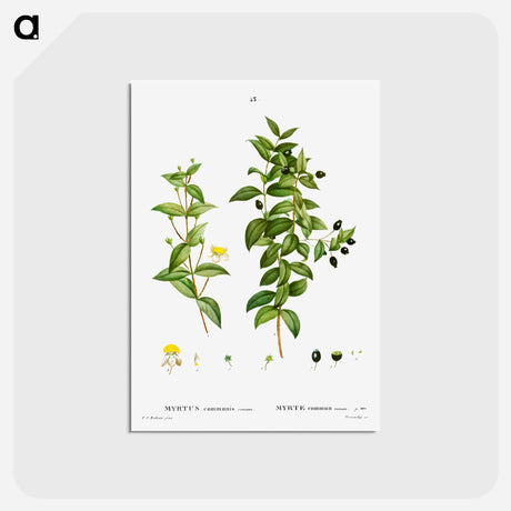 アートポストカード-Myrtus communis romana (Myrte commun romain) - ピエール ジョゼフ ルドゥーテ Postcard.