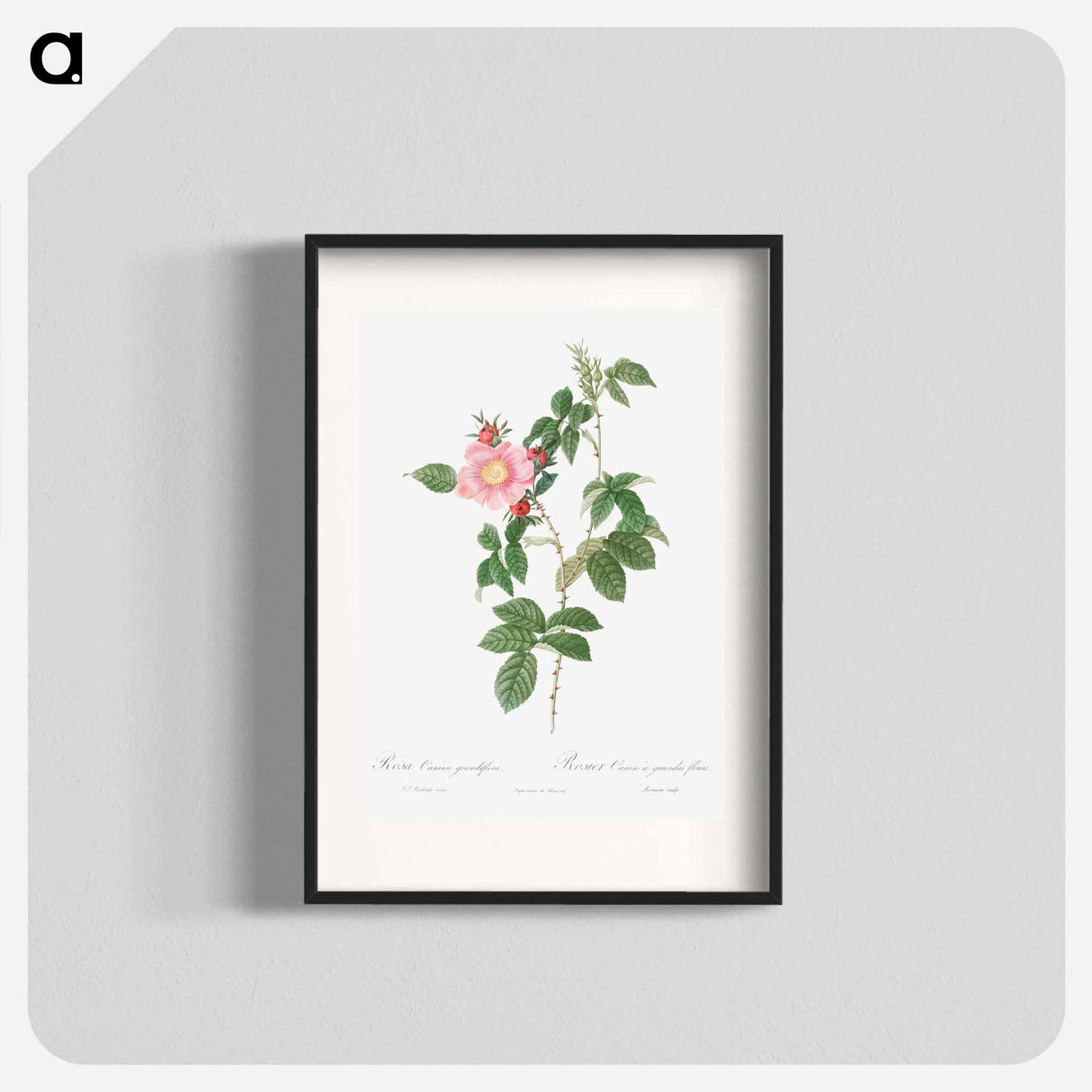 Dog Rose - Pierre Joseph Redouté Poster.