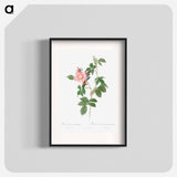 Dog Rose - Pierre Joseph Redouté Poster.