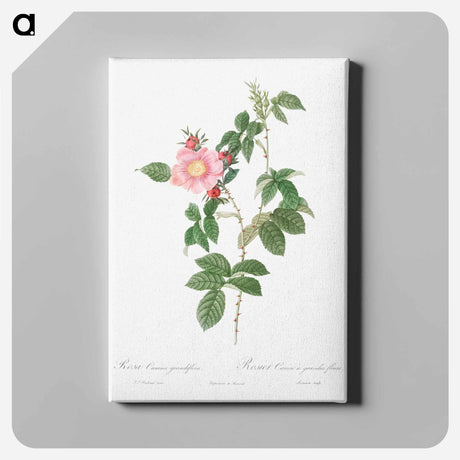 アートパネル-Dog Rose - ピエール ジョゼフ ルドゥーテ Canvas.