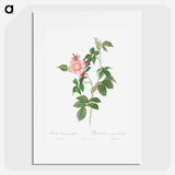 Dog Rose - Pierre Joseph Redouté Poster.