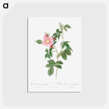 アートポストカード-Dog Rose - ピエール ジョゼフ ルドゥーテ Postcard.