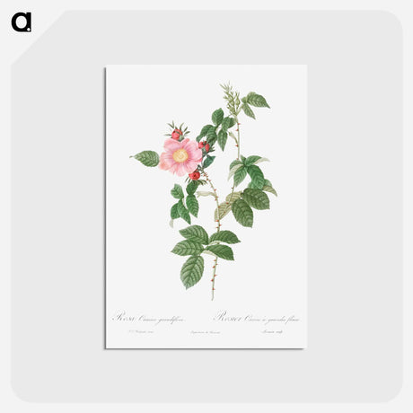 アートポストカード-Dog Rose - ピエール ジョゼフ ルドゥーテ Postcard.