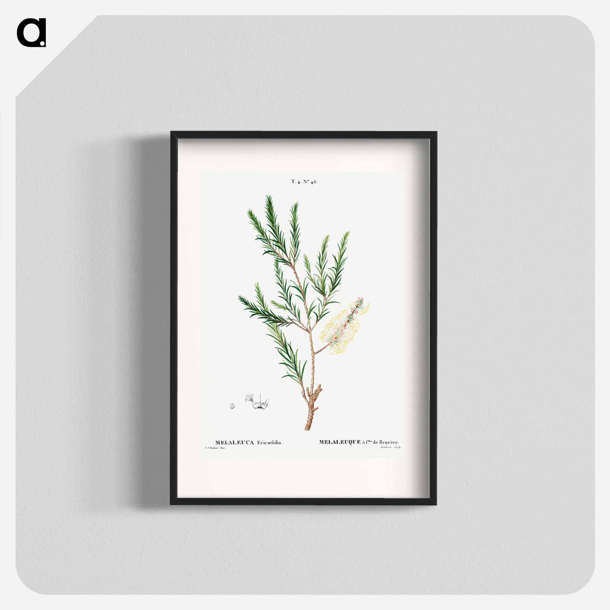 Swamp paperbark, Melaleuca ericaefolia - Pierre Joseph Redouté Poster.