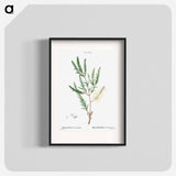 Swamp paperbark, Melaleuca ericaefolia - Pierre Joseph Redouté Poster.