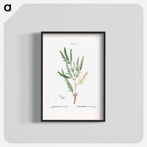アートポスター-Swamp paperbark, Melaleuca ericaefolia - ピエール ジョゼフ ルドゥーテ Poster.