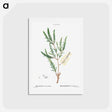 アートポストカード-Swamp paperbark, Melaleuca ericaefolia - ピエール ジョゼフ ルドゥーテ Postcard.