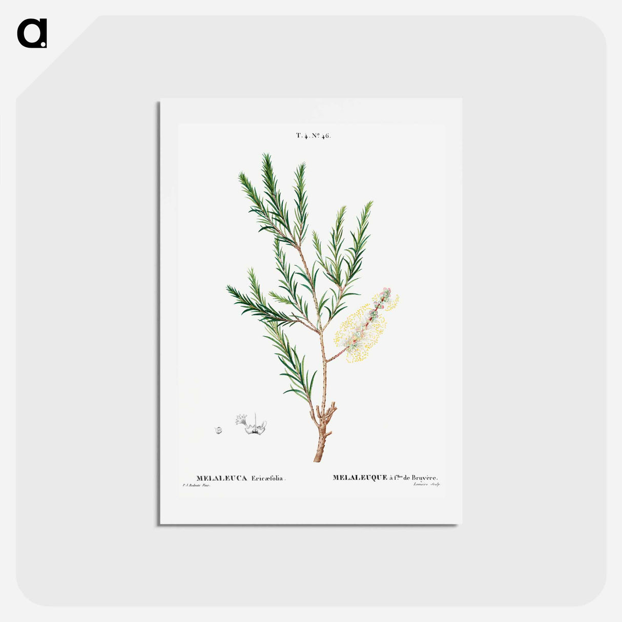 アートポストカード-Swamp paperbark, Melaleuca ericaefolia - ピエール ジョゼフ ルドゥーテ Postcard.