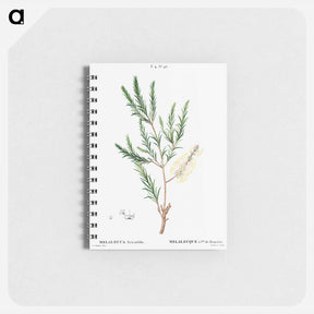 アートメモ帳-Swamp paperbark, Melaleuca ericaefolia - ピエール ジョゼフ ルドゥーテ Memo.